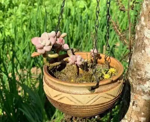 出门捡点破水缸,一加工就能用,以后多肉不用买花盆了!