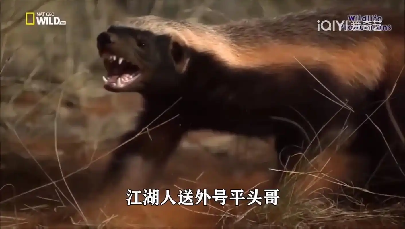 图文热搜词创作任务  #江湖外号平头哥 我今天才喜欢的 - 抖音