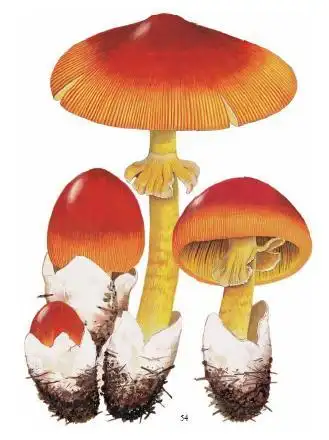 花柄橙红鹅膏菌