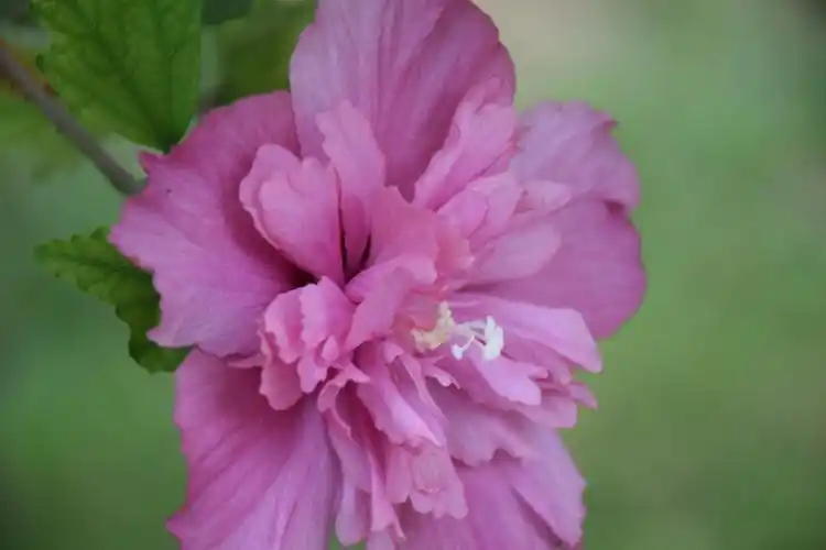 炎炎烈日尽优雅 夏风轻摇木槿花!