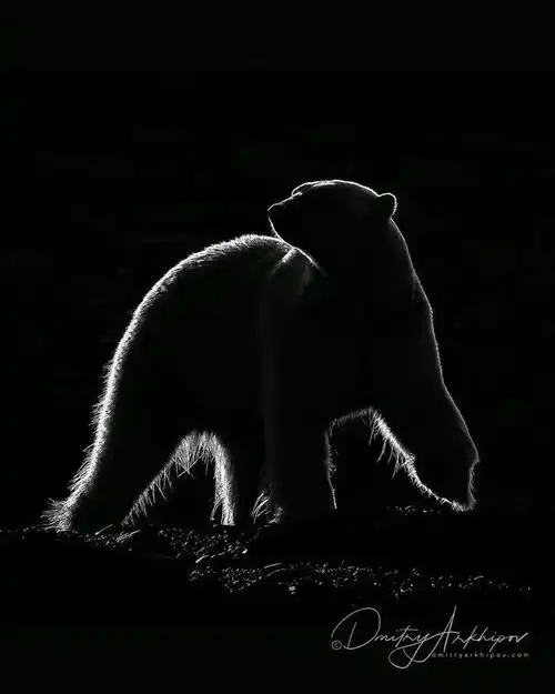 14张唯美摄影作品这才是真正的暗调摄影太高级了