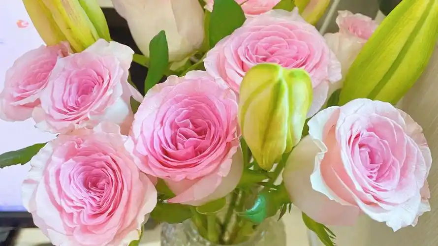 25一把的香槟洋桔梗新鲜的不行啊