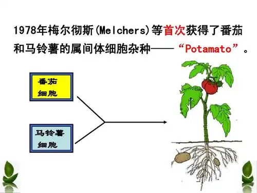 1978年梅尔彻斯(melchers)等首次获得了番茄 和马铃薯的属间体细胞