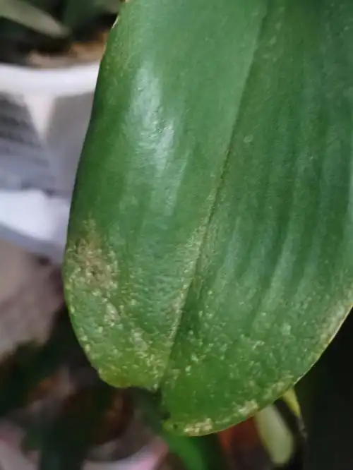 请教专家蝴蝶兰是生病了吗