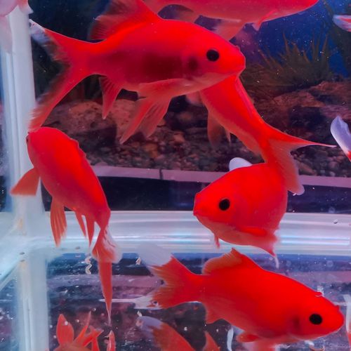 观赏鱼冷水鹦鹉鱼好养耐活冷水血鹦鹉草金鱼黑眼金鱼活体淡水鱼 冷水