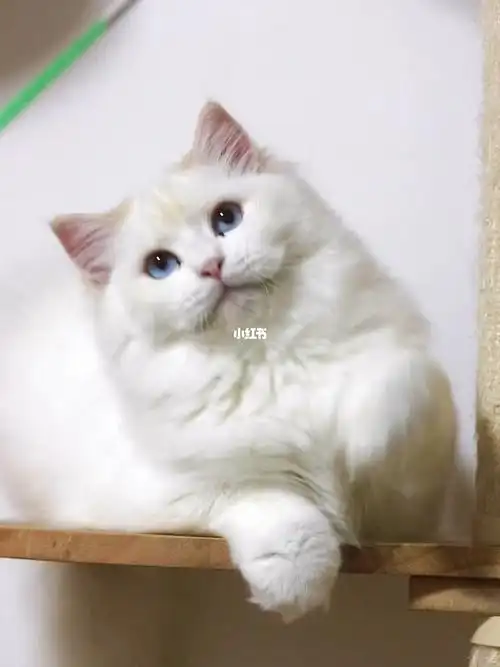 奶油色布偶猫弟弟找家长