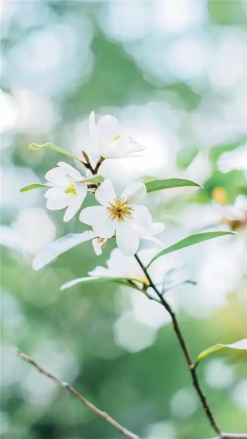 唯美意境小清新手机壁纸图片