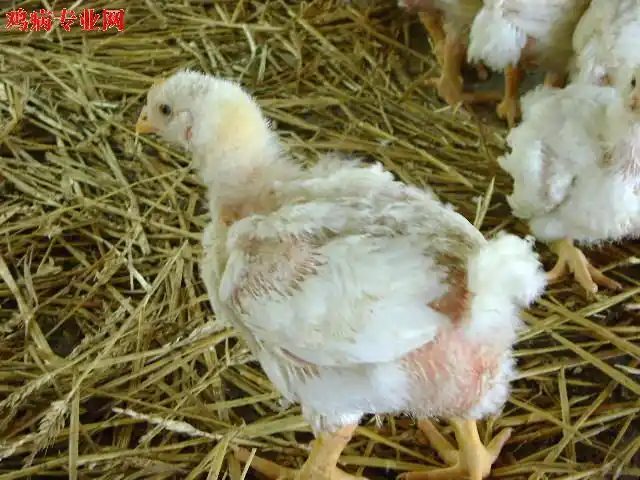 20天的小鸡,大家看看怎样