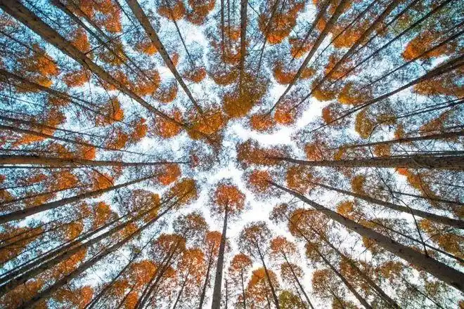 拍照技巧拍照缺乏新意找不到灵感试试仰拍角度