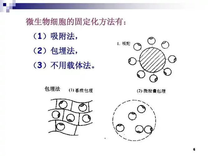 酵母细胞的固定化及其性能测定ppt
