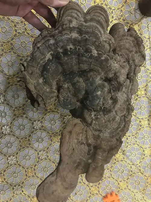 这是灵芝吗?有毒不?