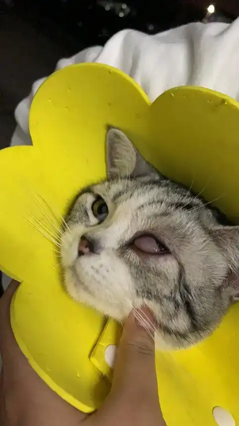 主题求助猫咪眼睛肿了这是怎么回事啊7收藏该贴已收藏只看楼主