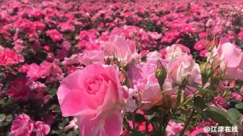 江津醉美玫瑰花海艺术节浪漫开幕!门票不限量免费送!