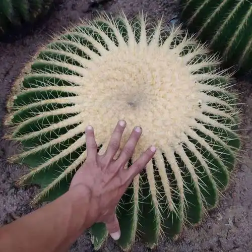 金虎仙人球大颗50cm,55cm 狂刺金虎植物室内外盆栽