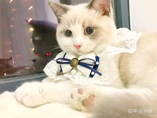 布偶和英短串会怎样