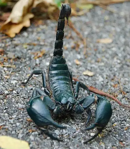 世界上最大的蝎子非洲帝王蝎个体最大者达35厘米