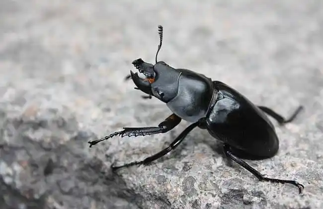 屎壳郎为什么推粪球?