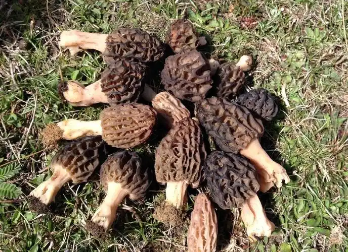 火烧过的地方才会长,外形像蜂窝