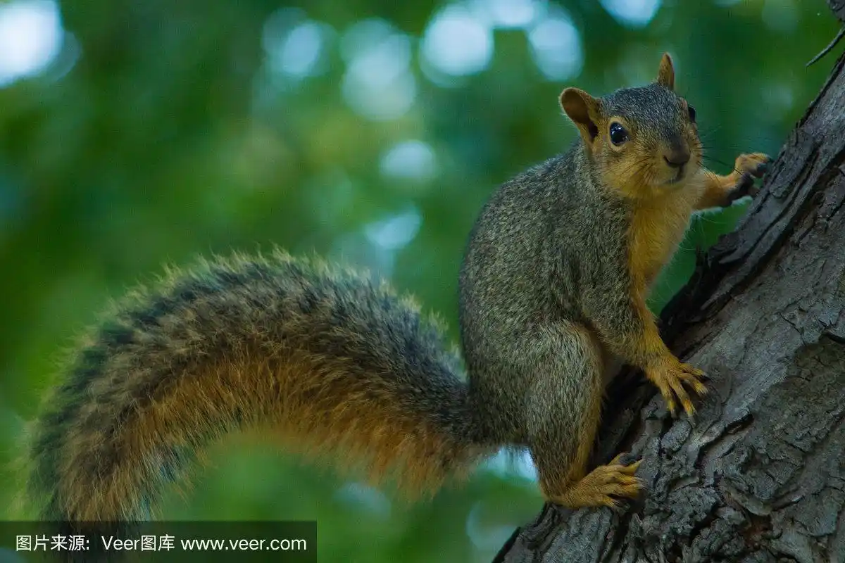 一只粘在树枝上的毛茸茸的尾巴松鼠