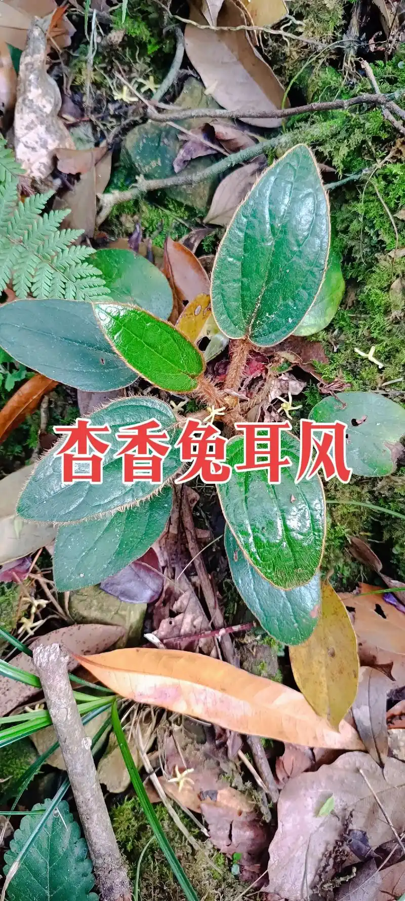 杏香兔儿风是菊科兔儿风属多年生草本植物.