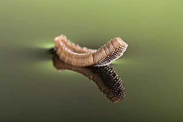 漂浮在水面上的蚊子卵