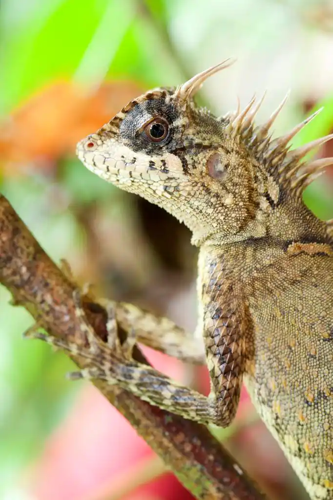 角蜥蜴,角蜥蜴 climp 与自然回地面的分支.