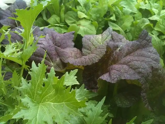 fresh mustard greens | flickr – 相片分享!