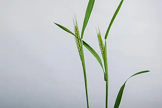 绿色的小麦叶子和麦穗_全景网