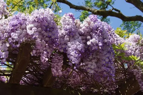 2560x1706,紫藤,特写,,花卉