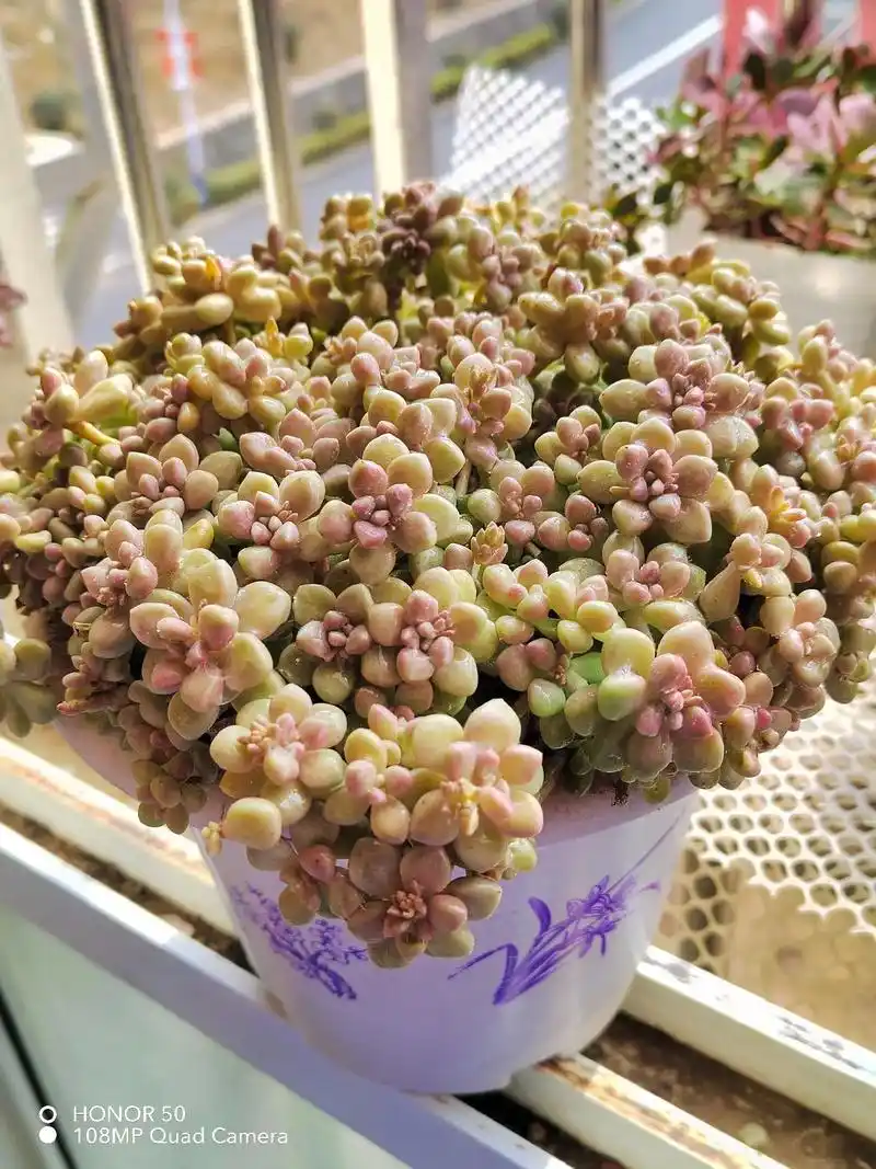 多肉.丸叶姬秋丽.早安,分享是最高级的浪漫,美好的一天从分 - 抖音