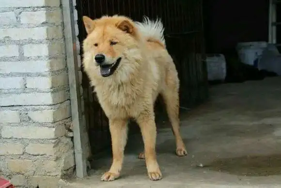 本犬纲目中国土狗品种大全