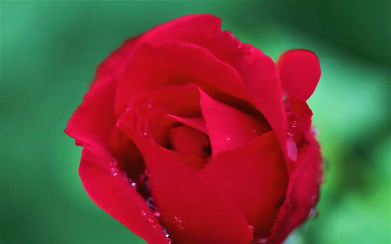 红色植物图片使你的双眼放松~~喜欢小清新植物壁纸就赶紧来美桌网看看