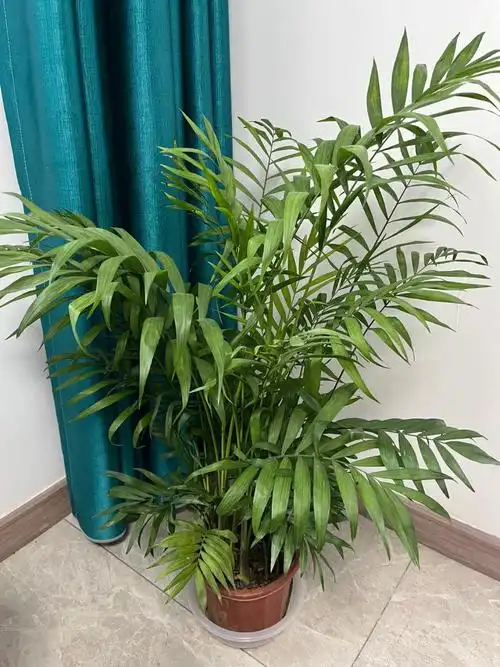 10.2306音8.3元买的散尾葵,抽新叶子了#室内植物  #p散尾葵