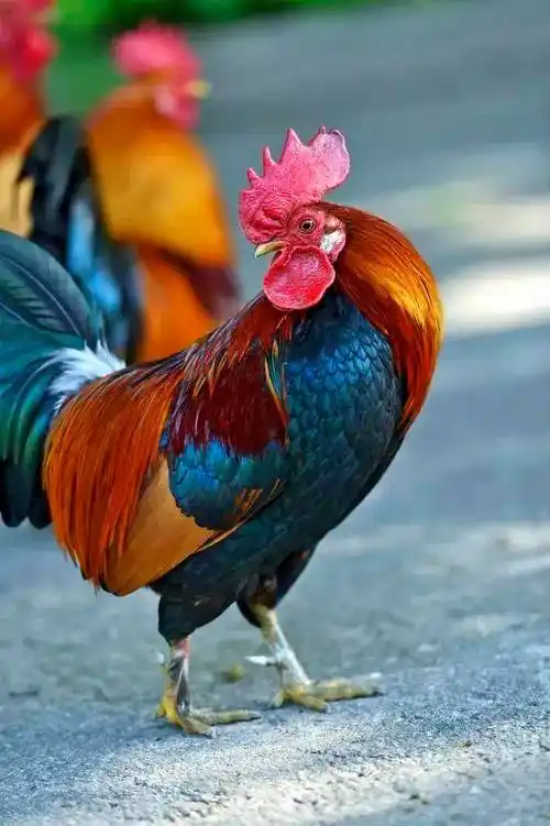 美丽的大公鸡,雄赳赳气昂昂