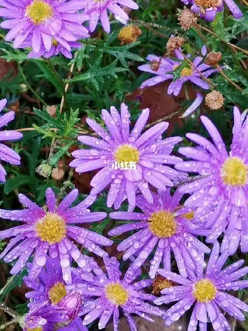 荷兰菊的花语是谎言,传说中农夫总燃烧荷兰菊来驱赶虫子,但总不能够