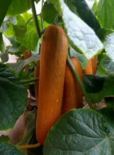 中国好种子～～老黄瓜种子之金星二号