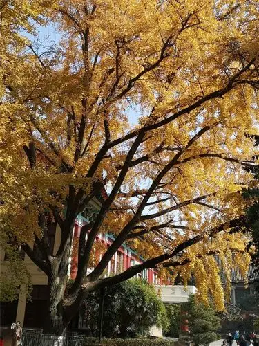 美丽校园一一南京师范大学