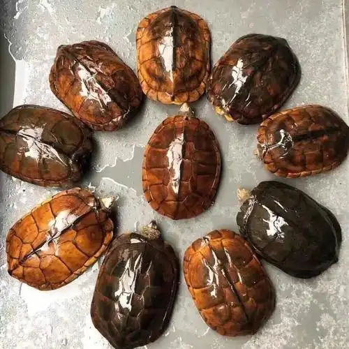 cmcm金钱幼龟活体纯种中华一对苏北金线龟南石金钱宠物龟活物 5-6厘米