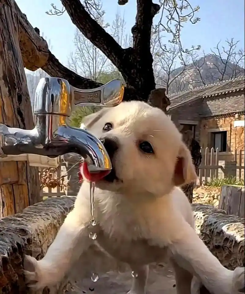 这只喝水的小狗可爱到了你的内心深处,是不是很萌呢?