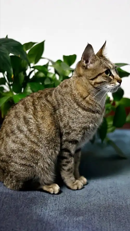 在中华田园猫之中,受欢迎度最高的就是狸花猫,很多人因为狸花猫会捉