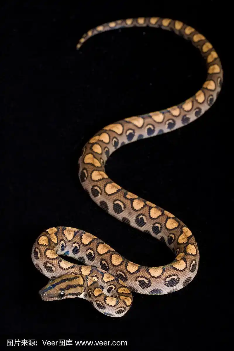 巴西彩虹蟒蛇