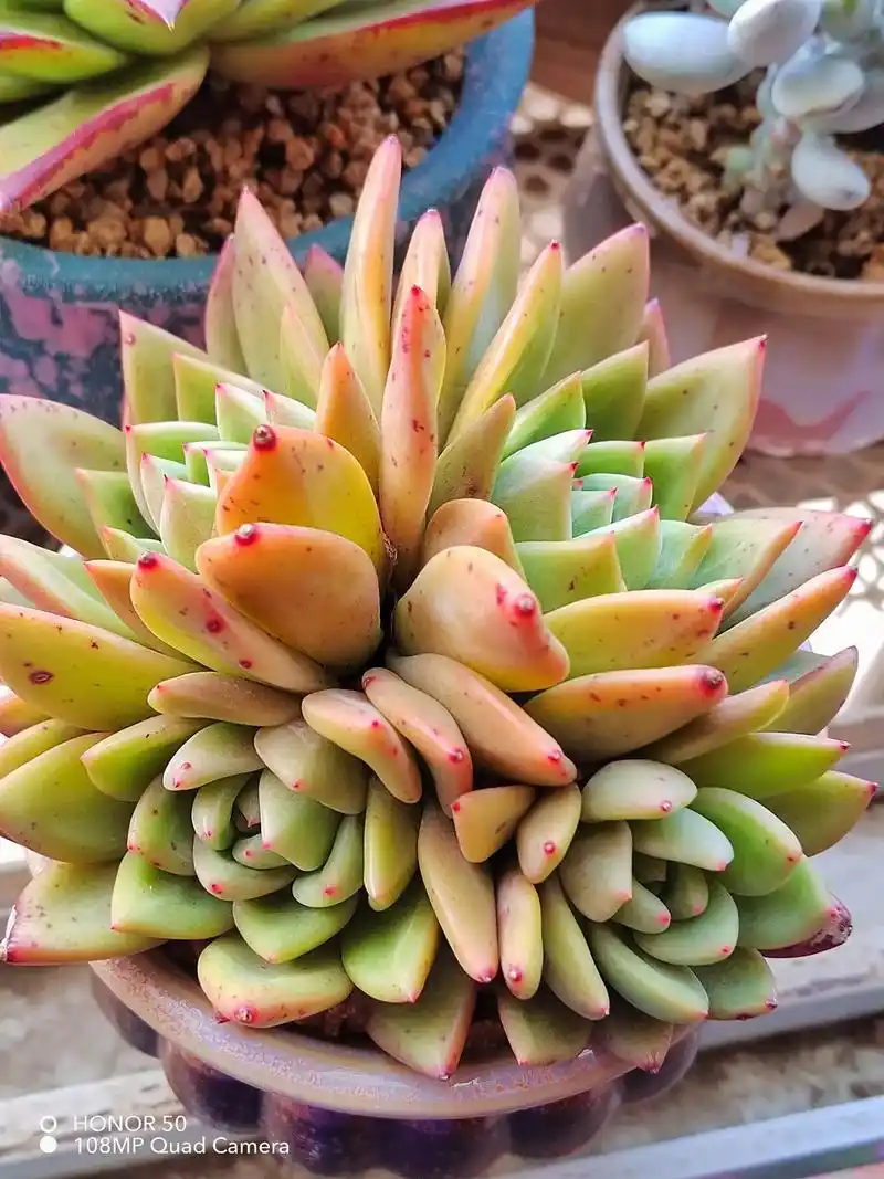 多肉 .香槟.我好想把下面的大叶子掰了9898是自己上手好 - 抖音