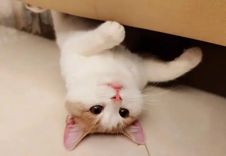 一只喜欢肚肚朝上睡的小猫咪