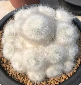 长毛玉翁仙人球