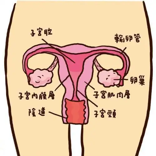 输卵管最容易堵塞的部位,不得不防|子宫|囊肿|管腔|峡部_网易订阅