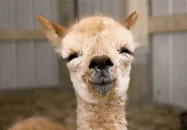 蠢萌又治愈微笑的羊驼用笑容赶走你生活中的所有阴霾