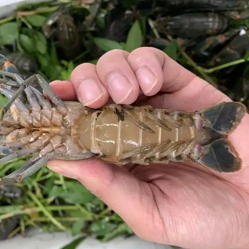 优质供应 鲜活 澳洲淡水小龙虾 淡水小澳龙1-4两批发全国直达包邮