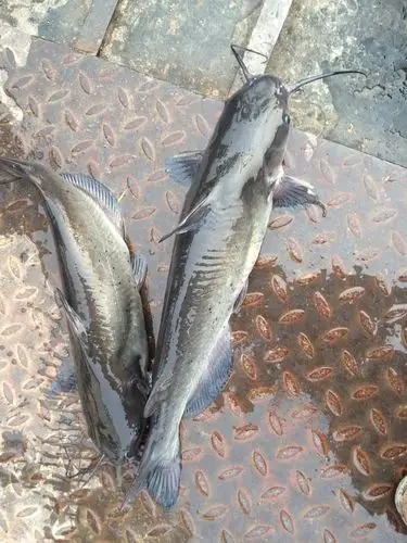 [叉尾鮰鱼批发]斑点叉尾鮰鱼 斑点叉尾鮰鱼价格7元/斤 - 惠农网