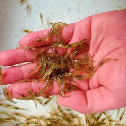 繁殖清洁小虾缸里冷水鱼快的虾苗淡水观赏活虾虾
