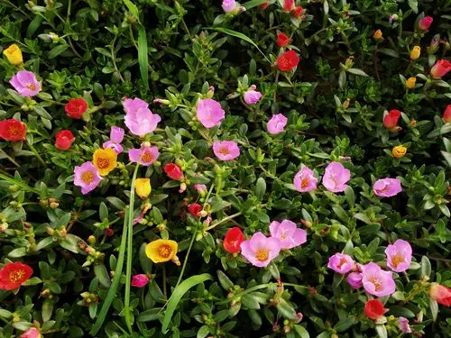 随手拍摄影团——阔叶半枝莲_随手拍-联想社区